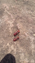 Pogonomyrmex wheeleri