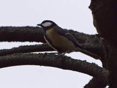Parus major