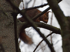 Sciurus vulgaris