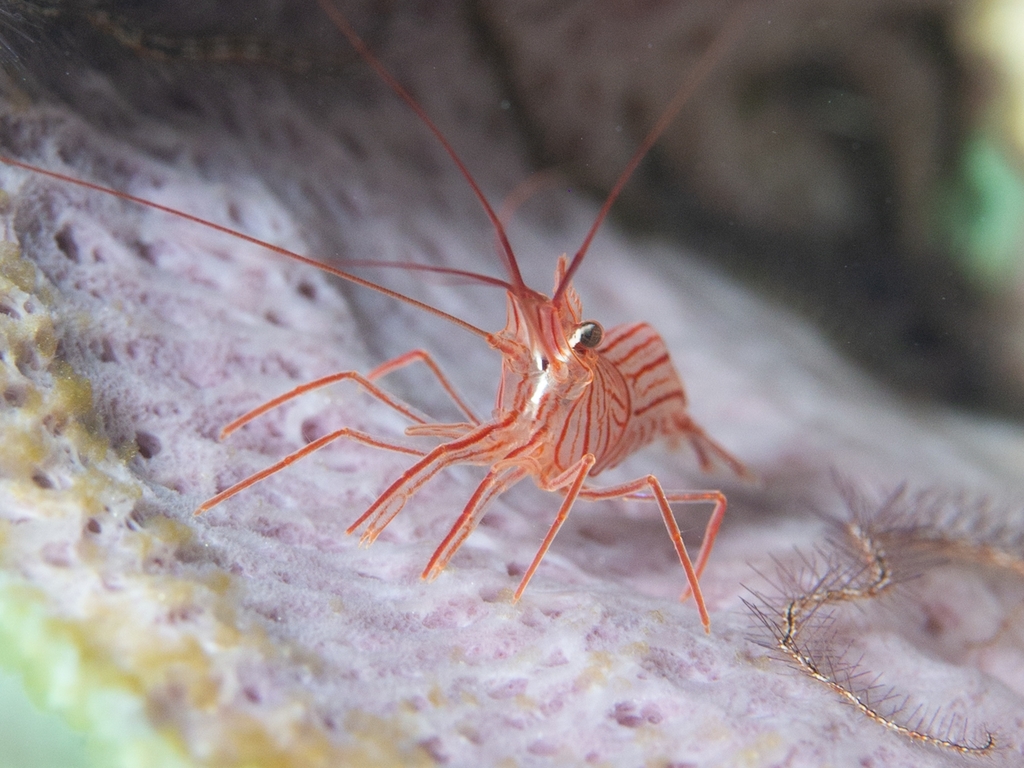 Sponge Peppermint Shrimp