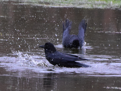 Corvus corone