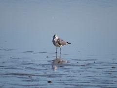 Leucophaeus atricilla megalopterus