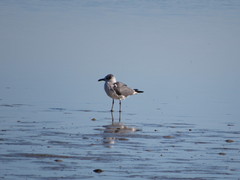 Leucophaeus atricilla megalopterus