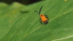 Coleoptera