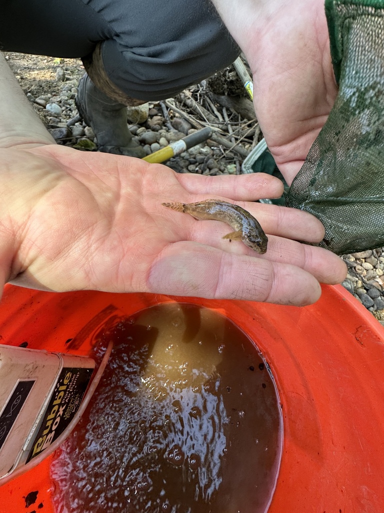 Paiute Sculpin from US-30, Clatskanie, OR, US on July 13, 2023 at 11:39 ...