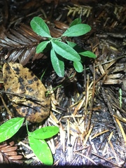 Rhinotropis californica