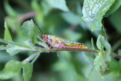 Zonocerus variegatus