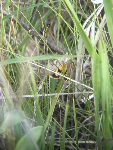 Abbreviated Underwing photo 4