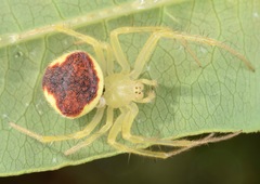 Araneus alboventris