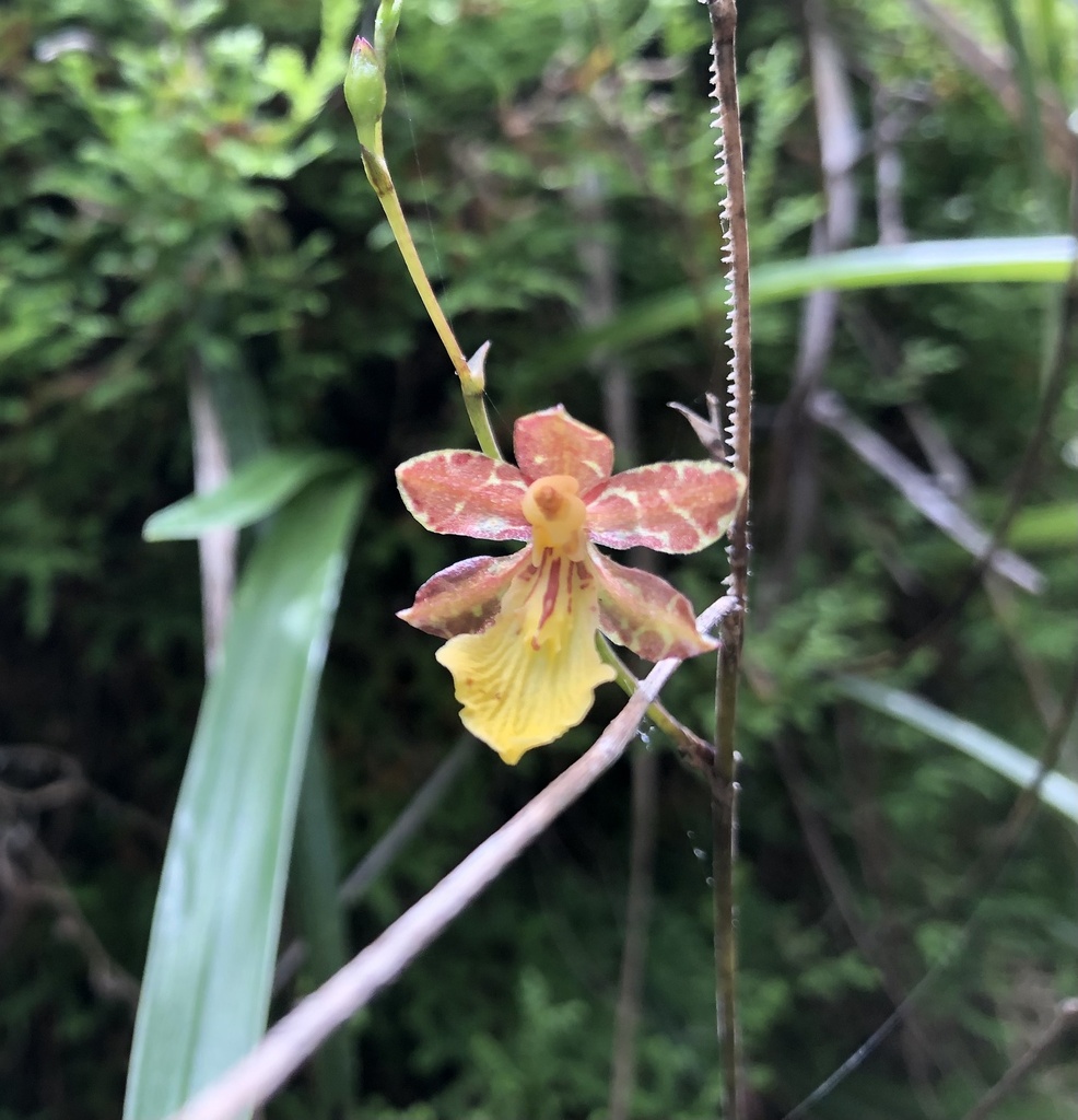 Oncidium graminifolium