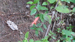 Clinopodium macrostemum