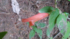 Clinopodium macrostemum