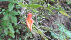 Clinopodium macrostemum