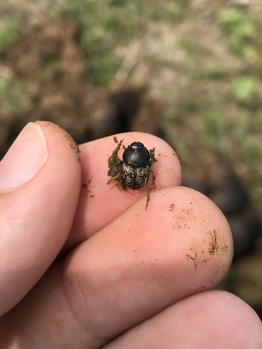 Mottled dung beetle photo 2