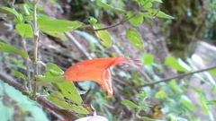 Clinopodium macrostemum