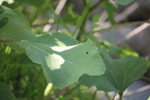 iNaturalist observation photo of rough cocklebur