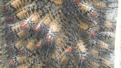 Lepidoptera