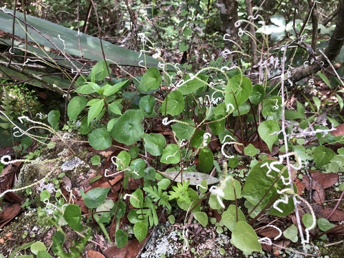 Peperomia claytonioides (Peperomia claytonioides)