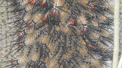 Lepidoptera