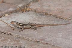 Sceloporus variabilis marmoratus
