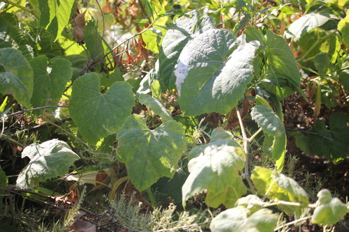 iNaturalist observation photo of desert wild grape
