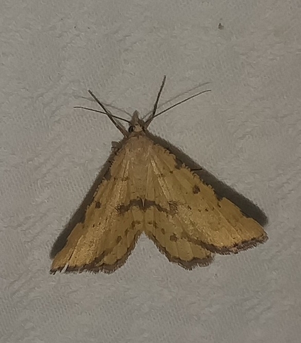 Rannoch Looper Moth and Allies photo 5