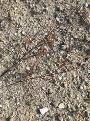 Polygonella articulata