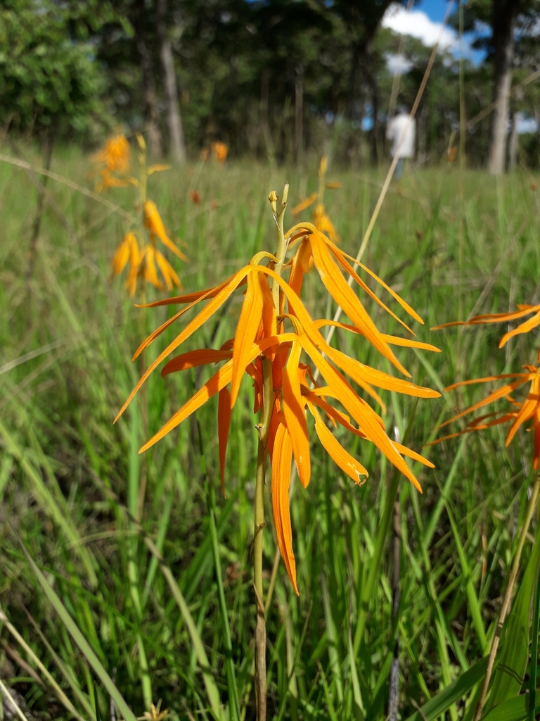 Orthochilus walleri