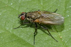 Hydrophoria lancifer