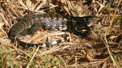 Salvator merianae