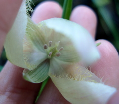 Calochortus albus