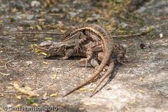 Sceloporus variabilis marmoratus