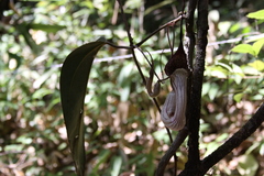 Aristolochia chamissonis