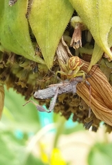Thomisidae