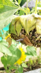 Thomisidae
