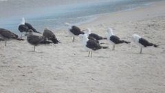 Larus dominicanus