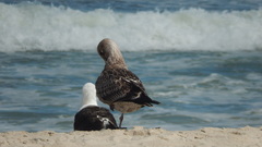Larus dominicanus