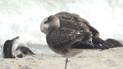 Larus dominicanus