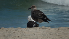 Larus dominicanus