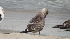 Larus dominicanus