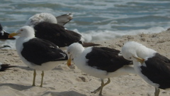 Larus dominicanus
