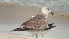 Larus dominicanus