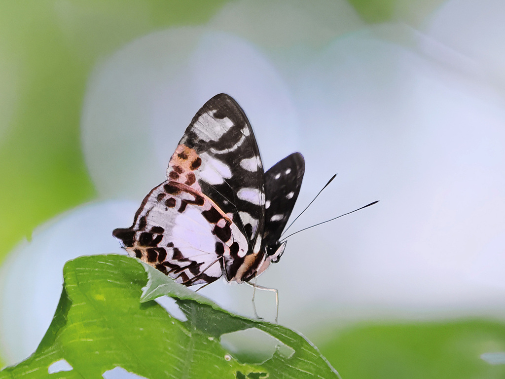 Symbrenthia hippalus