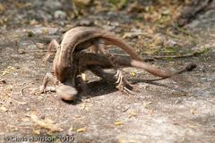 Sceloporus variabilis marmoratus