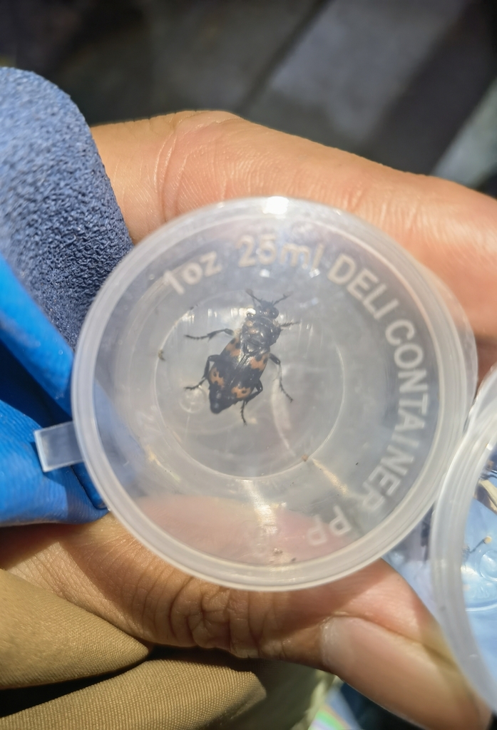 Orange spotted burial beetle from on june 3 2023 at