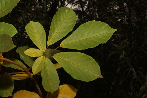 Image of Handroanthus chrysotrichus by (c) Greg Tasney, some rights reserved (CC BY-SA)