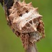Araña Tejedora Espalda de Estrella - Photo (c) skitterbug, algunos derechos reservados (CC BY), subido por skitterbug
