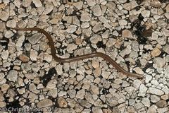 Sonora taylori