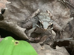 Lithobates sylvaticus image