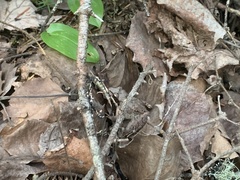 Lithobates sylvaticus image